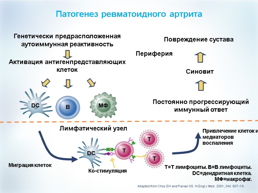 Патогенез ревматоидного артрита Миграция клеток Генетически предрасположенная аутоиммунная реактивность Активация антигенпредставляющих клеток Привлечение клеток